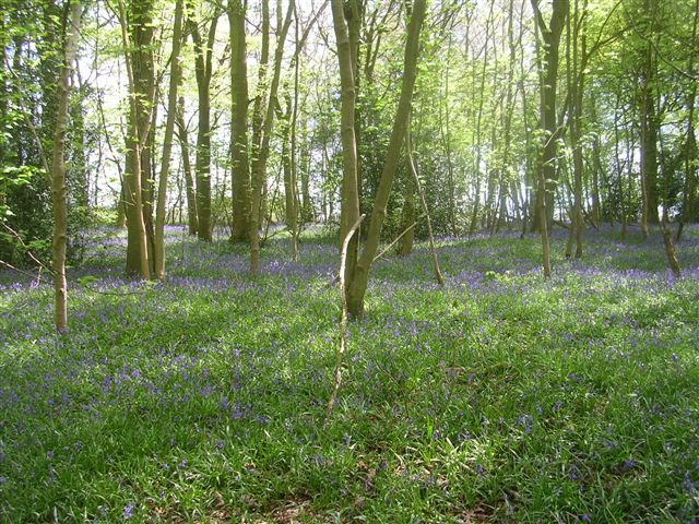 Bluebells on the Chilterns