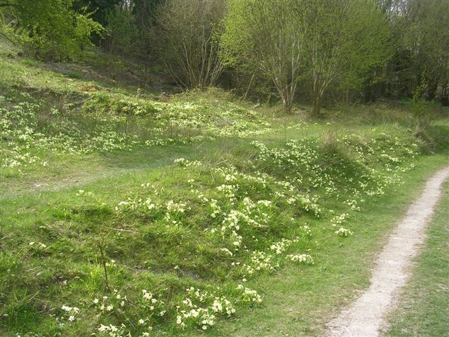 Primroses at Aston Rowant Nature Reserve